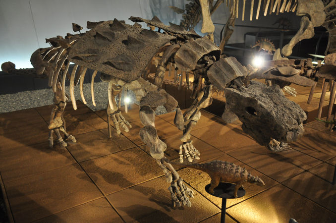 を安く買う方法 アンキロサウルス類ユーオプロケファルスの装甲板 アンティーク/コレクション