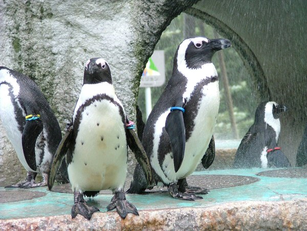 ケープペンギン 動物大図鑑 裏辺研究所