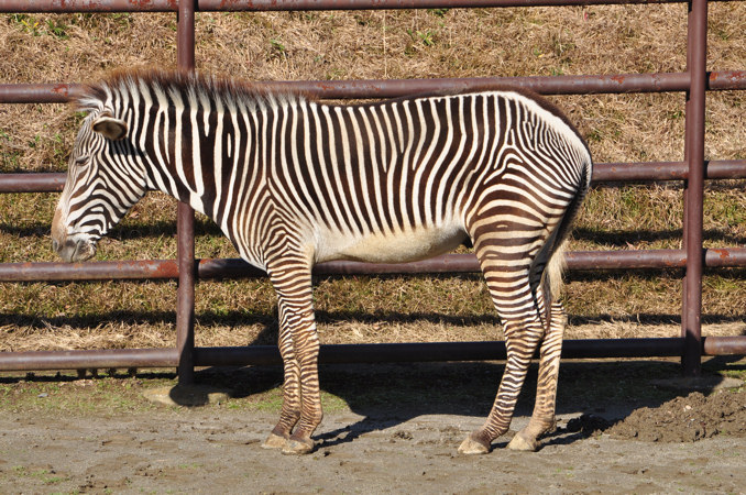 グレビーシマウマ 動物大図鑑 裏辺研究所