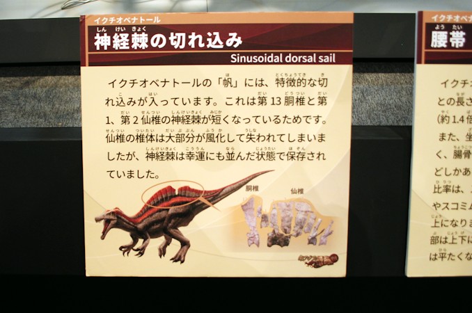 恐竜博特集：南アジアの恐竜時代('15福井県立恐竜博物館）