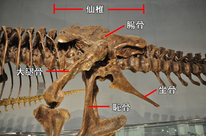 恐竜・翼竜ガイド（５）恐竜の骨格 - 裏辺研究所（動植物・古生物研究所）