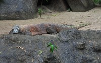 コモドドラゴン(シンガポール動物園)