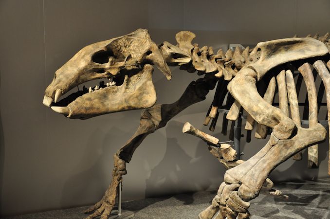 特別展「太古の哺乳類展」（国立科学博物館'14） －巨大化の謎に