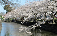 小田原城の桜