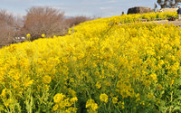 吾妻山公園の菜の花