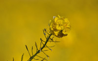 吾妻山公園の菜の花