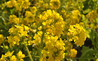 吾妻山公園の菜の花