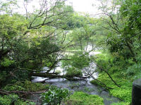 柿田川湧水群