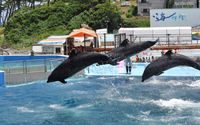 越前松島水族館