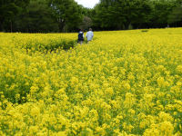 昭和記念公園